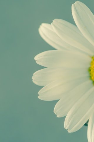 Обои цветок, лепестки, ромашка, белые, flower, petals, daisy, white разрешение 2880x1800 Загрузить