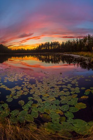 Обои небо, озеро, растения, листья, закат, отражение, the sky, lake, plants, leaves, sunset, reflection разрешение 2000x1204 Загрузить