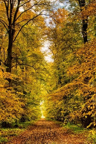 Обои природа, парк, осень, аллея, nature, park, autumn, alley разрешение 1920x1200 Загрузить