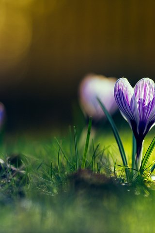 Обои цветы, весна, крокусы, flowers, spring, crocuses разрешение 1920x1200 Загрузить