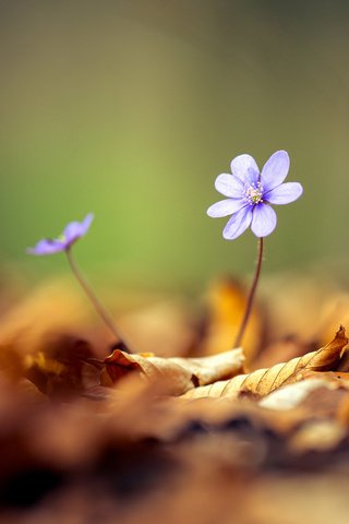 Обои цветы, листья, весна, боке, flowers, leaves, spring, bokeh разрешение 1920x1080 Загрузить