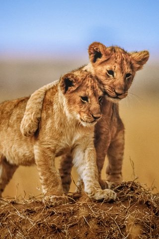 Обои львы, львята, детеныши, lions, the cubs, cubs разрешение 1920x1200 Загрузить