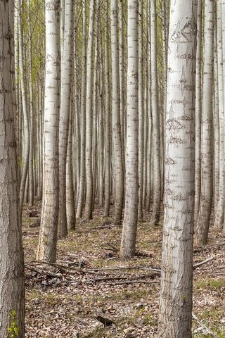 Обои деревья, лес, березы, сша, роща, орегон, trees, forest, birch, usa, grove, oregon разрешение 1920x1080 Загрузить