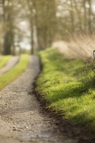 Обои дорога, трава, природа, лес, весна, частное, road, grass, nature, forest, spring, private разрешение 1920x1200 Загрузить