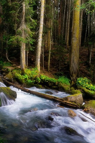 Обои деревья, лес, ручей, водопад, горная речка, trees, forest, stream, waterfall, mountain river разрешение 1920x1080 Загрузить