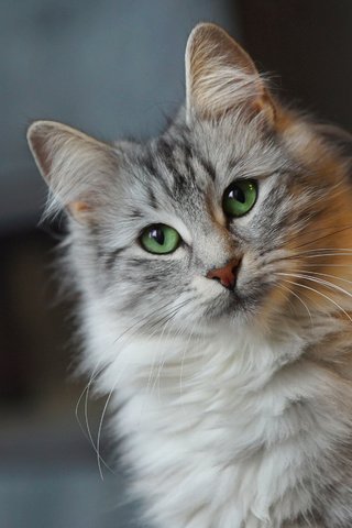 Обои глаза, фон, кот, мордочка, усы, кошка, взгляд, eyes, background, cat, muzzle, mustache, look разрешение 2880x1800 Загрузить