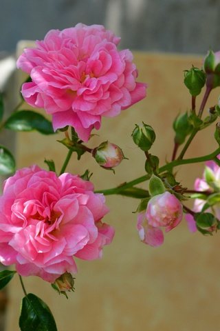 Обои цветы, бутоны, розы, лепестки, розовые, flowers, buds, roses, petals, pink разрешение 2846x1952 Загрузить