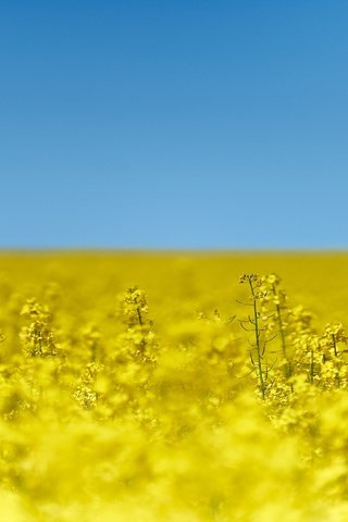 Обои небо, цветы, природа, поле, рапс, the sky, flowers, nature, field, rape разрешение 2880x1800 Загрузить