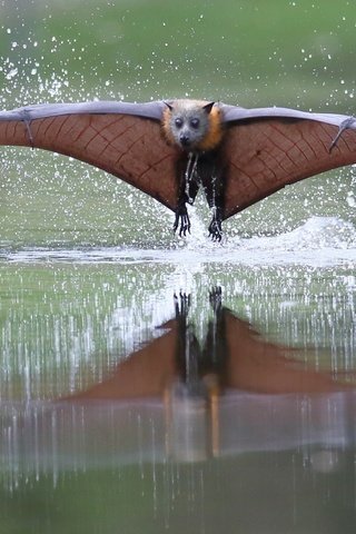 Обои вода, полет, капли, крылья, рукокрылые, летучая лисица, water, flight, drops, wings, bats, flying fox разрешение 2048x1162 Загрузить