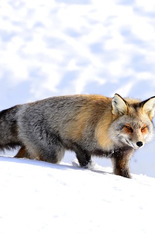 Обои снег, зима, мордочка, взгляд, лиса, лисица, snow, winter, muzzle, look, fox разрешение 4500x3004 Загрузить