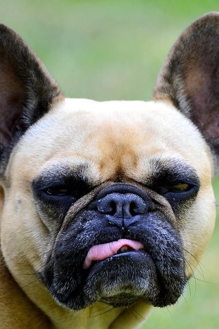 Обои морда, взгляд, собака, язык, бульдог, французский бульдог, face, look, dog, language, bulldog, french bulldog разрешение 2581x2425 Загрузить