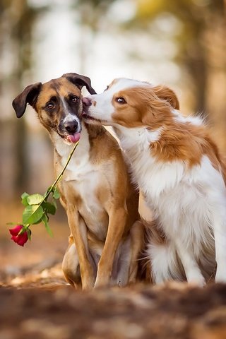 Обои листья, цветок, роза, осень, любовь, поцелуй, собаки, leaves, flower, rose, autumn, love, kiss, dogs разрешение 1920x1200 Загрузить