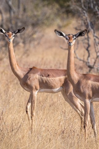 Обои африка, антилопа, геренук, жирафовая газель, africa, antelope, gerenuk, giraffidae gazelle разрешение 2499x1666 Загрузить