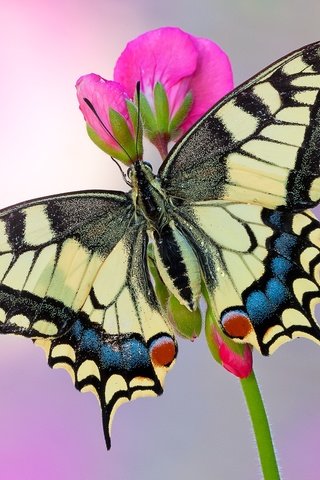 Обои насекомое, цветок, бабочка, крылья, махаон, insect, flower, butterfly, wings, swallowtail разрешение 1920x1280 Загрузить