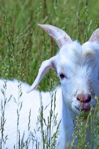 Обои трава, белый, коза, прогулка, детеныш, козленок, grass, white, goat, walk, cub разрешение 4007x2771 Загрузить