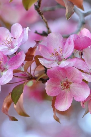 Обои природа, цветение, лепестки, сад, весна, яблоня, боке, соцветие, nature, flowering, petals, garden, spring, apple, bokeh, inflorescence разрешение 2048x1360 Загрузить