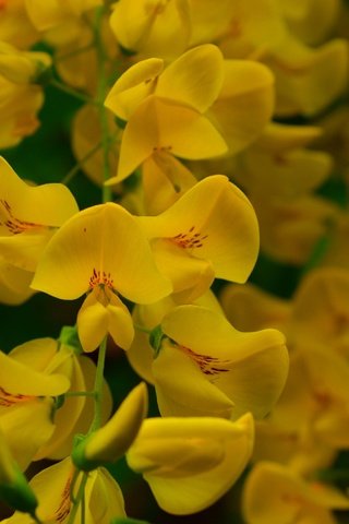 Обои цветы, цветение, весна, желтые, акация, flowers, flowering, spring, yellow, acacia разрешение 3000x1887 Загрузить