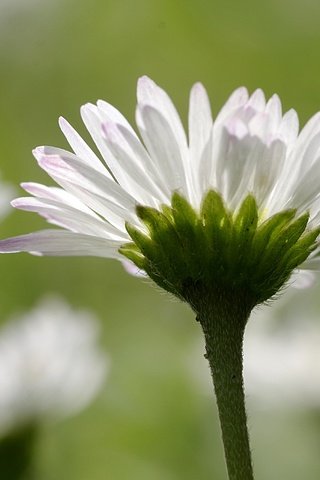 Обои цветы, лепестки, размытость, ромашки, белые, стебли, flowers, petals, blur, chamomile, white, stems разрешение 4208x2720 Загрузить