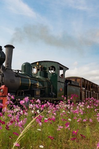 Обои цветы, ретро, луг, англия, паровоз, космея, flowers, retro, meadow, england, the engine, kosmeya разрешение 4608x3456 Загрузить