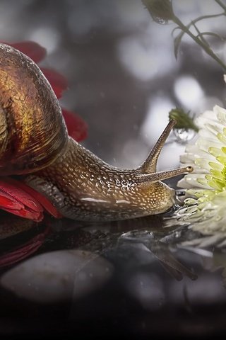 Обои цветы, макро, отражение, улитка, flowers, macro, reflection, snail разрешение 2048x1135 Загрузить