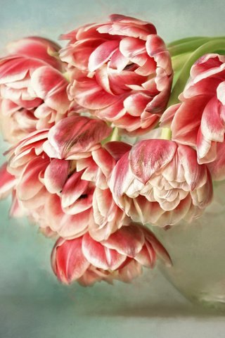 Обои цветы, букет, тюльпаны, ваза, аквариум, пастель, flowers, bouquet, tulips, vase, aquarium, pastel разрешение 2000x1332 Загрузить