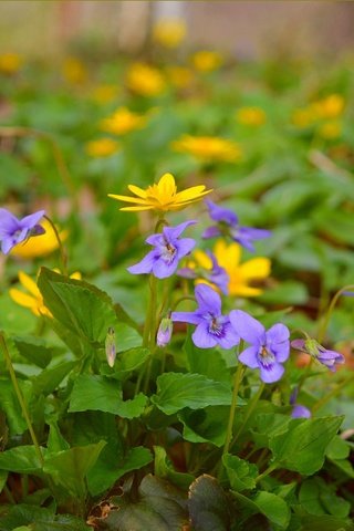 Обои цветы, весна, желтые, полевые цветы, фиолетовые, flowers, spring, yellow, wildflowers, purple разрешение 3004x1894 Загрузить