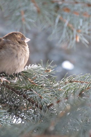 Обои дерево, хвоя, ветки, птица, ель, воробей, tree, needles, branches, bird, spruce, sparrow разрешение 4000x3000 Загрузить