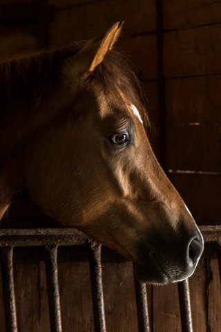 Обои лошадь, фон, конь, грива, стойло, horse, background, mane, stall разрешение 2435x1088 Загрузить