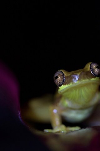 Обои глаза, лягушка, черный фон, животное, земноводное, eyes, frog, black background, animal, amphibian разрешение 2048x1275 Загрузить