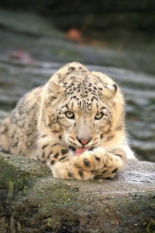 Обои камни, хищник, большая кошка, отдых, снежный барс, лежа, stones, predator, big cat, stay, snow leopard, lying разрешение 1920x1200 Загрузить