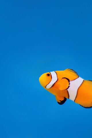 Обои вода, океан, клоун, рыба, подводный мир, рыба-клоун, water, the ocean, clown, fish, underwater world, clown fish разрешение 2560x1600 Загрузить