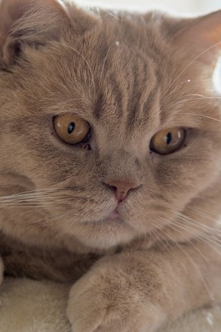 Обои кот, мордочка, кошка, взгляд, короткошерстная, британская, cat, muzzle, look, shorthair, british разрешение 2880x1800 Загрузить