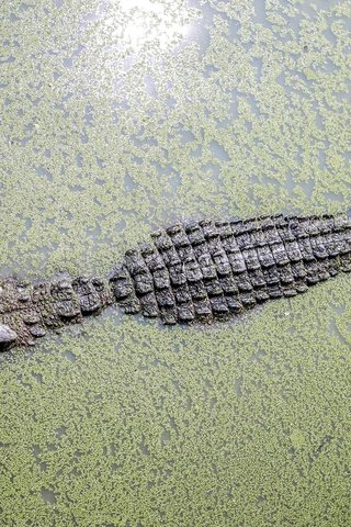 Обои вода, крокодил, водоросли, ряска, аллигатор, water, crocodile, algae, duckweed, alligator разрешение 3840x2400 Загрузить