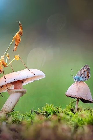 Обои лес, бабочка, гриб, богомол, forest, butterfly, mushroom, mantis разрешение 1920x1200 Загрузить