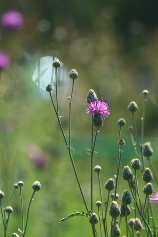 Обои цветы, фон, лето, стебли, полевые цветы, чертополох, стебели, flowers, background, summer, stems, wildflowers, thistle разрешение 1920x1280 Загрузить