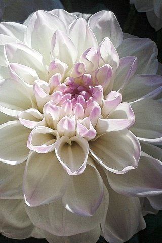 Обои макро, цветок, лепестки, белый, георгин, macro, flower, petals, white, dahlia разрешение 2560x1920 Загрузить