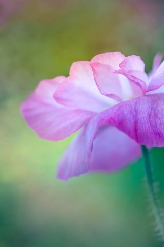 Обои макро, цветок, размытость, мак, розовый, macro, flower, blur, mac, pink разрешение 5760x3840 Загрузить