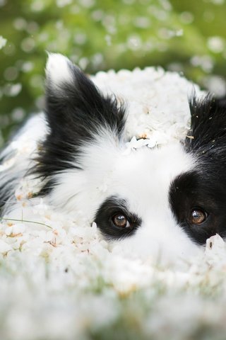 Обои морда, цветы, взгляд, собака, боке, бордер-колли, face, flowers, look, dog, bokeh, the border collie разрешение 2048x1226 Загрузить