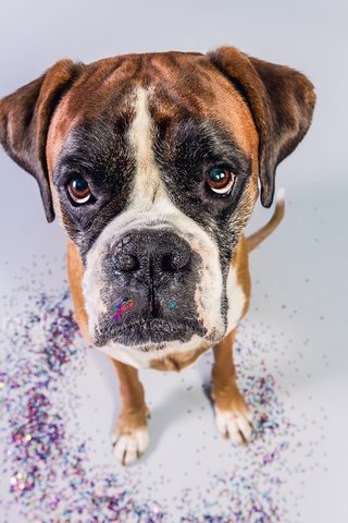 Обои морда, фон, взгляд, собака, боксер, face, background, look, dog, boxer разрешение 2000x1333 Загрузить