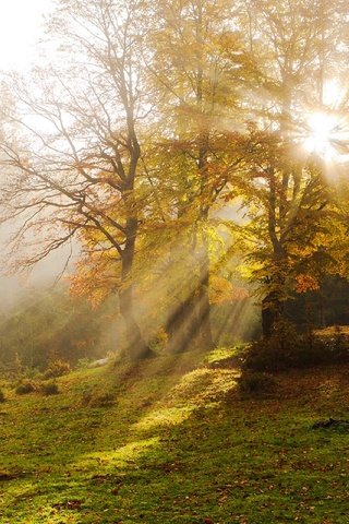 Обои деревья, туман, лучи солнца, осень, дымка, карпаты, vitaly ra, trees, fog, the rays of the sun, autumn, haze, carpathians разрешение 1920x1280 Загрузить