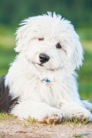 Обои собака, щенок, овчарка, бобтейл, староанглийская овчарка, dog, puppy, shepherd, bobtail, the old english sheepdog разрешение 1920x1200 Загрузить