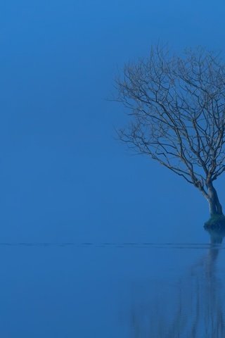 Обои озеро, дерево, отражение, туман, птица, утка, lake, tree, reflection, fog, bird, duck разрешение 2048x1144 Загрузить