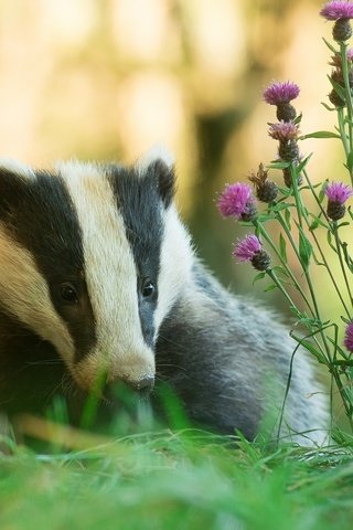 Обои цветы, трава, природа, животное, барсук, flowers, grass, nature, animal, badger разрешение 1920x1200 Загрузить