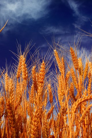 Обои небо, облака, природа, поле, колосья, пшеница, the sky, clouds, nature, field, ears, wheat разрешение 4500x3000 Загрузить