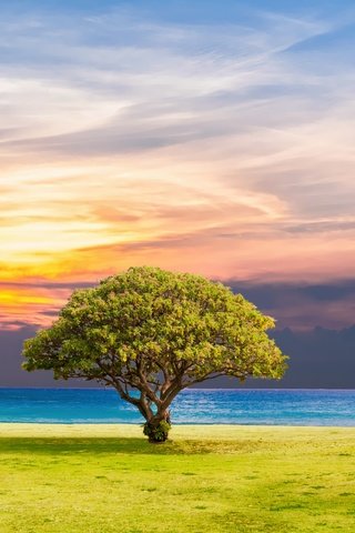 Обои природа, дерево, закат, пейзаж, море, горизонт,     дерево, nature, tree, sunset, landscape, sea, horizon разрешение 5232x3744 Загрузить