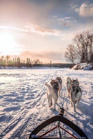 Обои небо, санки, облака, собаки, река, cобаки, снег, зима, животные, сани, хаски, the sky, sled, clouds, dogs, river, snow, winter, animals, sleigh, husky разрешение 2560x1551 Загрузить