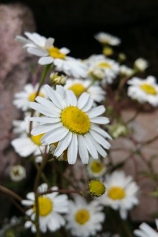 Обои цветы, лепестки, ромашки, белые, стебли, flowers, petals, chamomile, white, stems разрешение 3840x2160 Загрузить