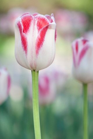 Обои цветы, сад, весна, тюльпан, flowers, garden, spring, tulip разрешение 2048x1319 Загрузить