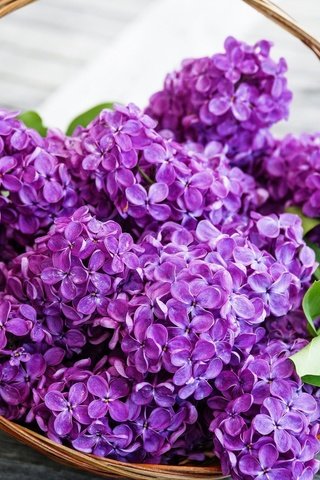 Обои цветы, весна, сирень, корзинка, flowers, spring, lilac, basket разрешение 2560x1600 Загрузить