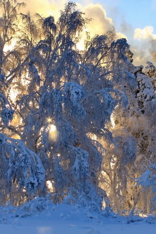 Обои снег, природа, лес, зима, ветки,     деревья, snow, nature, forest, winter, branches, trees разрешение 3456x2304 Загрузить